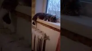 ДАШУЛЬКА