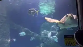 Sea turtle, VA beach aquarium