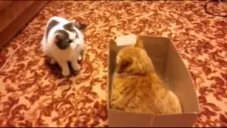 кошки, приколы