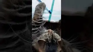 Сибирский кот Кесмус работает 