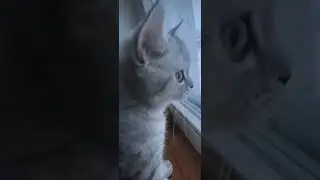 на карантине