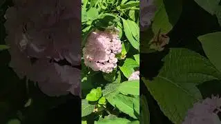 Цветы в листве.
