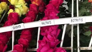 Самая большая градация розы в Эквадоре