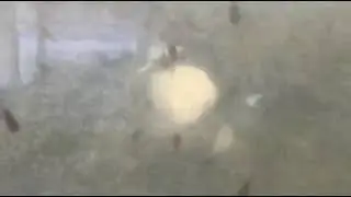 New bird Goldfish, Wow so Amazing Goldfish, bluefish, silverfish,Purplefish,blackfish and Goldenfish