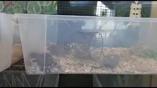 смешные милахи