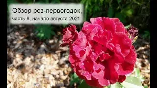 Обзор роз - первогодок: часть 8 | 29 сортов роз | Edith The Prince Capability Gravity Shukrani Cesar
