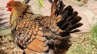 Meet Broody Chicken #shorts #chicken #funny #crazy #broodyhen