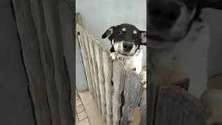 Grendmas dog Barsik.