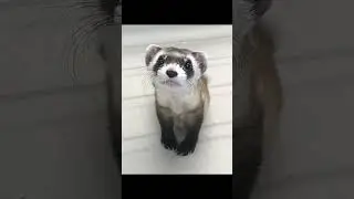 Животные Красная книга #животные #animals