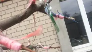 Как  правильно  и надолго  подписать сорт на сделаной прививке  или окулировке