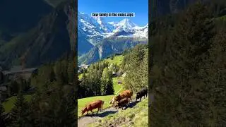 Cow family in the swiss alps 