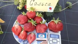 Сальса - клубника,плодоношение в Ягодном Подворье 2022г