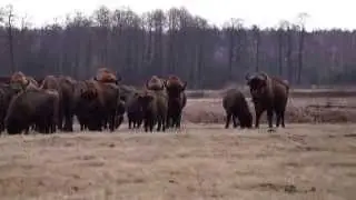 Białowieskie Żubry