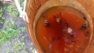 Шершни продолжают прилетать в гости...