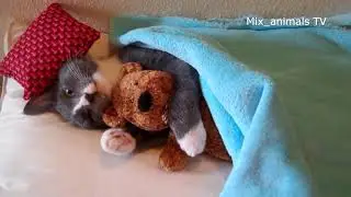 The best funny animals 2021