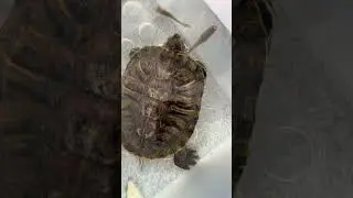 Новые опыты с Рафом и рыбками