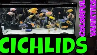 Spectacular Cichlid Varieties A Colorful Delight in Your Aquarium