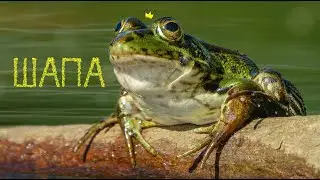 Чӗрчунсен тӗнчи: Шапасем ҫинчен