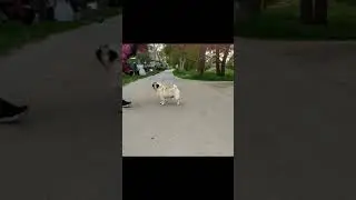 мопс Плюх готовится к выставке. Хэндлинг мопса.