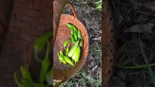 #harvesttime #harvest #harvesting #harvestingvideos #garden #growyourownfood #gardening #homegrown