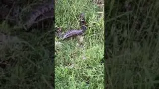 Гюрза в сосновом бору