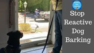 How to Train a Reactive Dog To Stop Barking