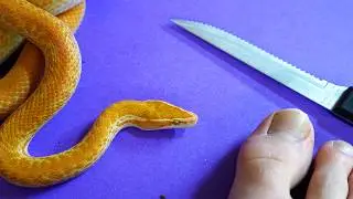she's not venomous, BUT..