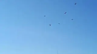 Гон с утра всегда бодрее. Олег костяков