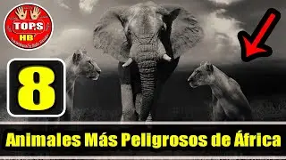 Top 8 Animales Más Peligrosos de África