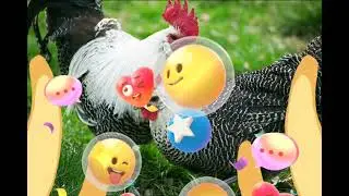 دجاج البراكل البلجيكي