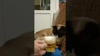Я пить не буду