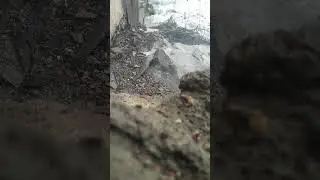 #shorts Взрыв петарды от черкоша спичечного коробка