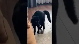 Ужас летящий на крыльях ночи