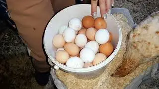 Мы снова в строю! #shorts #курятник #лпх #chicken #happy