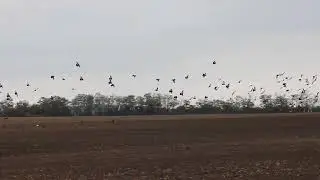 Parlagi galambok - Feral pigeons -