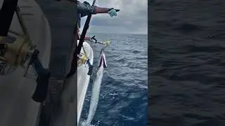 Amazing Sea Fishing| Fishing Technique| Deep Sea Fishing| 