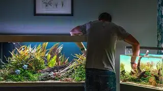 ** ALL MY AQUARIUMS ** FULL MAINTENANCE SESSION AND UPDATES (4K)