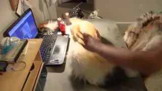 Airbrushing a Realistic Fursuit Tail
