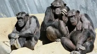 what happens Gibbon falls in river# funny monkey moments#chimpanzee vs monkey#wild animal