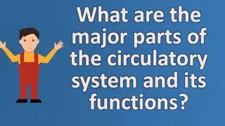 What are the major parts of the circulatory system and its functions ?  | Your Health FAQS