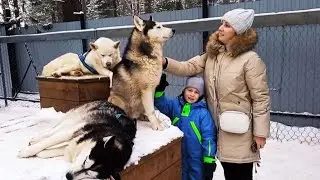 Хаски Парк в посёлке Утулик.