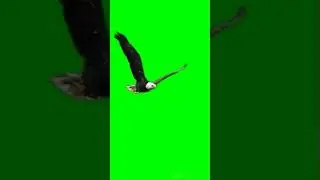 Green Screen Eagle | No Copyright | Green Screen Bird| Free to Download