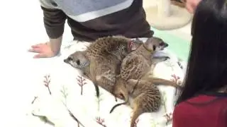Meerkat Cafe Seoul