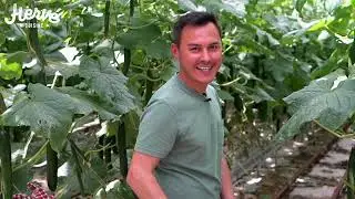 Hervé Cuisine nos concombres Zéro Résidu de Pesticides et nos tomates cerises Pépites ! (teaser)