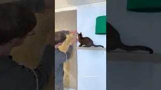 Cat Wall Myths 🤔 #outdoorsavannah