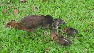 Wild Momma Chicken with Chicks | Singapore Botanic Gardens | Nikon Coolpix P950 #nikoncoolpixp950
