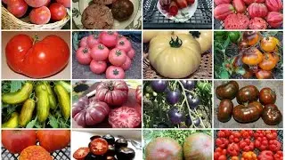 Экзотические сорта томатов. Начало.