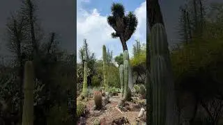 California Garden at Huntington Garden