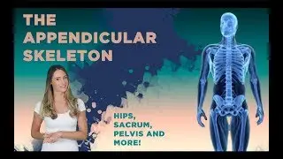 The Apendicular Skeleton: Hips, Sacrum, Pelvis and More!