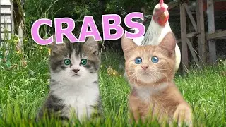 Crabs - Rathergood Chat episode 14